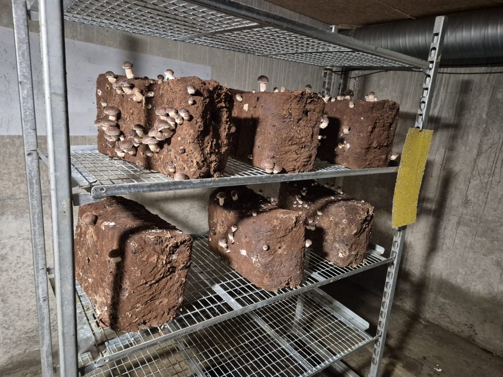 L'association "Environnements solidaires" cultive des pleurotes dans sa champignonnière.