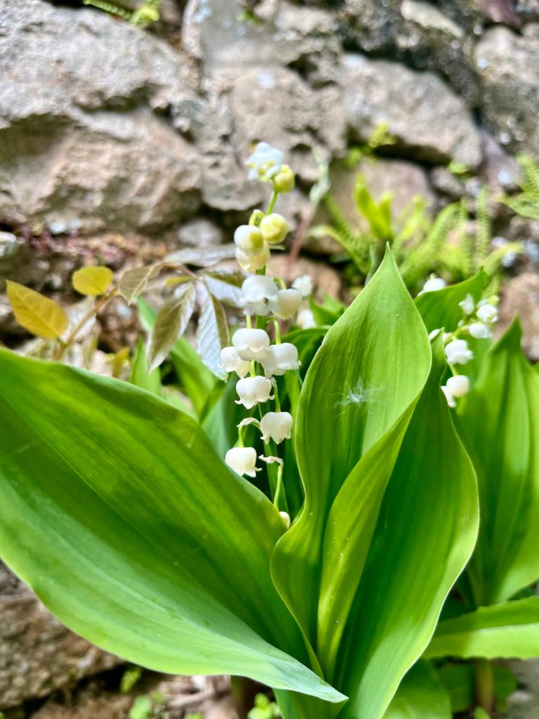 La récolte du muguet a débuté plus tôt, cette année. © Florentin Delacour
